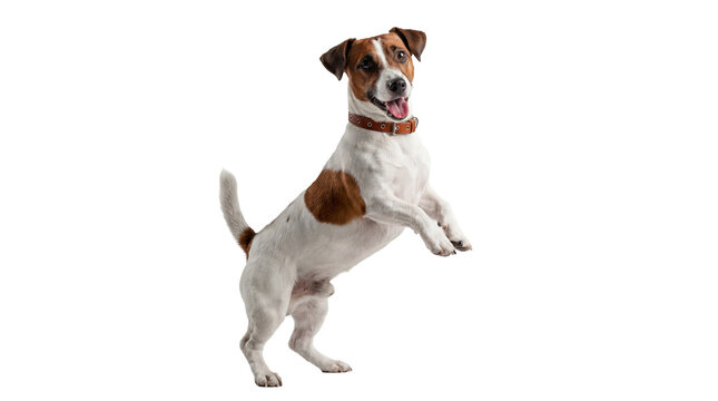dynamic jack russell terrier captured mid-jump against a transparent background, demonstrating agility and playfulness with tongue out, ideal for high-contrast visuals and energetic themes.