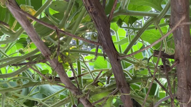 Lush Green Gourd Vine Tendrils Reaching Out in the Sunlight