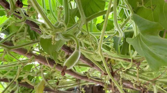 Lush Green Gourd Vine Tendrils Reaching Out in the Sunlight