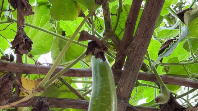 Lush Green Gourd Vine Tendrils Reaching Out in the Sunlight