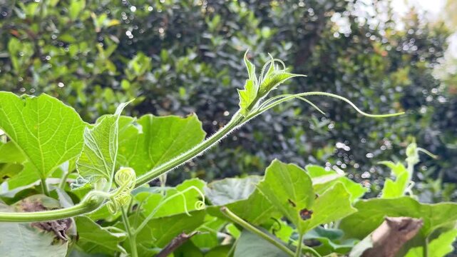 Lush Green Gourd Vine Tendrils Reaching Out in the Sunlight