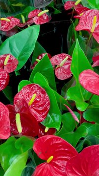 Group of Vibrant Red Anthurium Flowers with Glossy Green Leaves