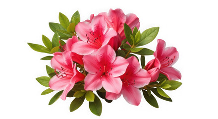 Vibrant pink azalea flowers with lush green leaves isolated on white background