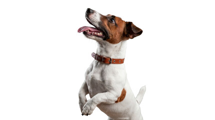 energetic jack russell terrier dog in a playful pose, standing on hind legs with tongue out, against a striking transparent background, highlighting its alert expression and vibrant energy. © Nadine
