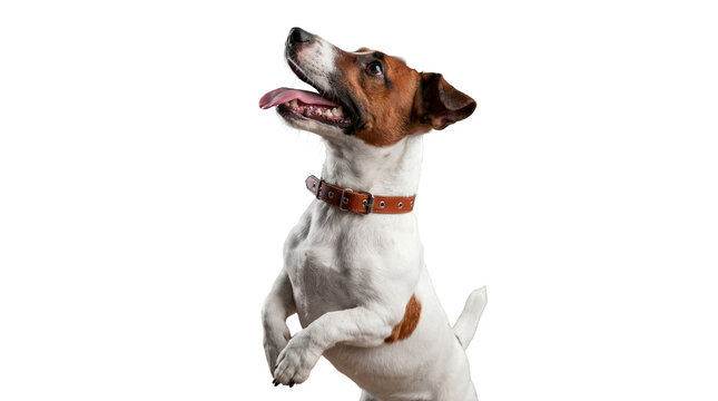 energetic jack russell terrier dog in a playful pose, standing on hind legs with tongue out, against a striking transparent background, highlighting its alert expression and vibrant energy.