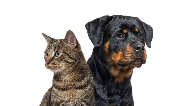 a striped tabby cat and a rottweiler dog stand side-by-side, looking in opposite directions, isolated studio portrait.