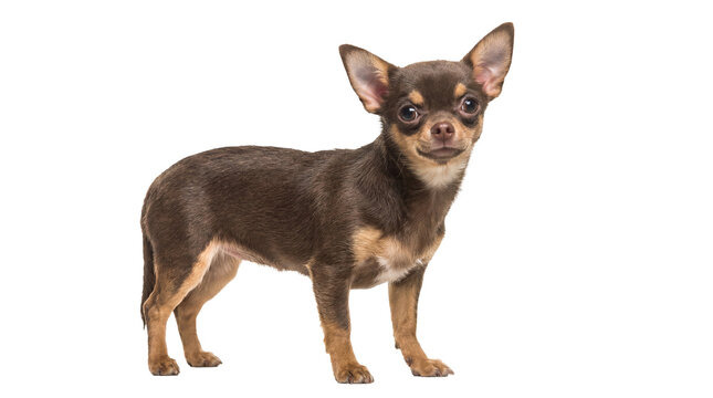 a full-body studio photograph showcases a small brown chihuahua dog standing on a white background, looking directly at the camera with alert ears and intelligent eyes.