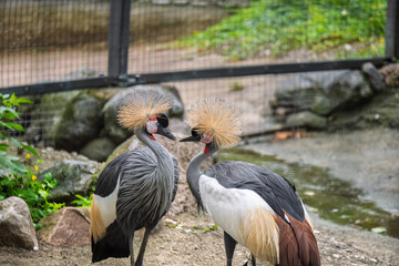 Obraz premium South African Cranes in Their Natural Habitat