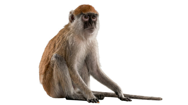 a detailed png image of a macaque monkey sitting with a neutral expression against a transparent background, highlighting its natural habitat and primate characteristics.