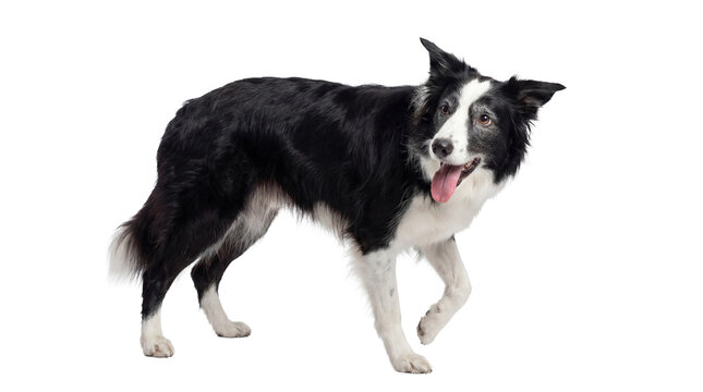 isolated action shot of a border collie dog walking with its tongue out on a transparent background, perfect for digital designs.