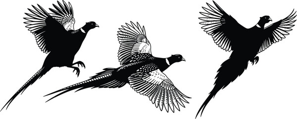 Pheasant flight silhouettes, ascending bird outline, wing spread figure design, tail feather illustration, wildlife motion icon, avian nature art © Anonto