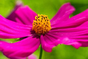 Pink cosmos flower pollen, Cosmos flower center macro yellow pollen texture, Cosmos flower center macro yellow pollen texture