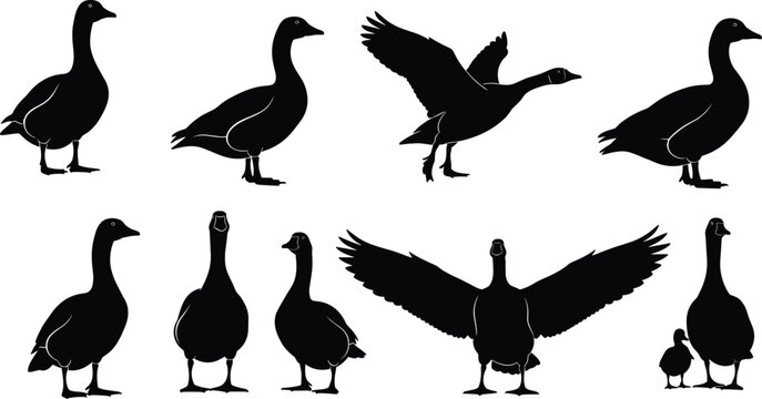 Black goose silhouette vector set, flying and standing waterfowl bird collection, farm poultry graphics, wild geese isolated on white background,