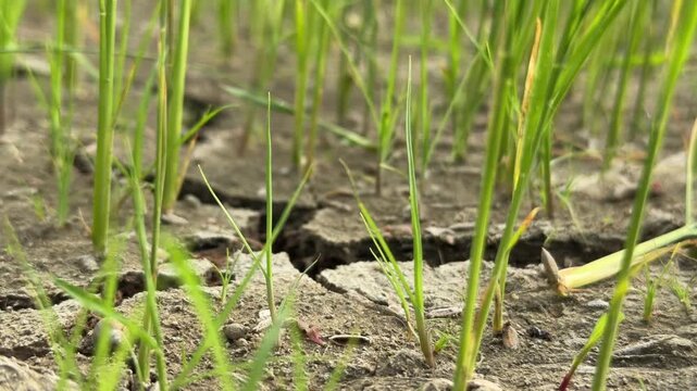 Early stage rice plants grow from dry cracked earth shown in a tight close up emphasizing soil texture. Water scarcity.