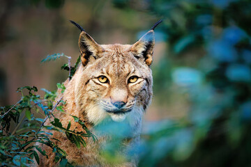 Majestic Eurasian Lynx (Lynx lynx) portrait in its natural forest habitat – Wildlife conservation concept © Enrico Obergefäll