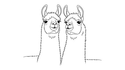 Fototapeta premium Friendly Llamas: Two charming llama companions stand side-by-side, their expressive faces and unique features capturing a sense of connection and tranquility.