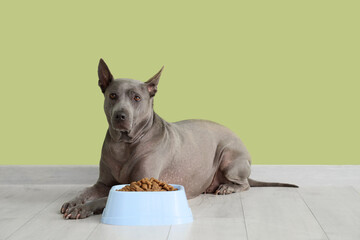 Cute Thai ridgeback dog and bowl with dry food near green wall