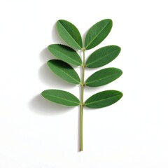 Obraz premium A green plant stem with oval-shaped leaves on a white background