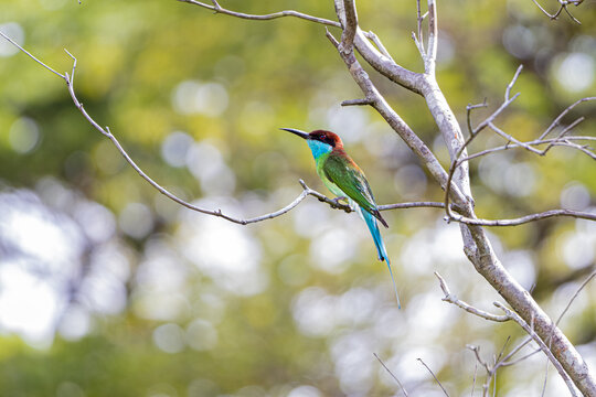 Blue Throated Bee Eater perched on branch