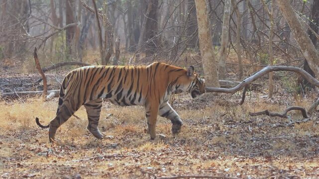 Bengal Tigress Walking and Calling Cubs in Kabini Forest India
