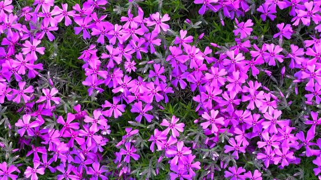 A vibrant, top-down close-up of creeping phlox blossoms in full spring bloom. The dense carpet of five-petaled purple flowers creates a vivid and textured natural pattern across the garden.