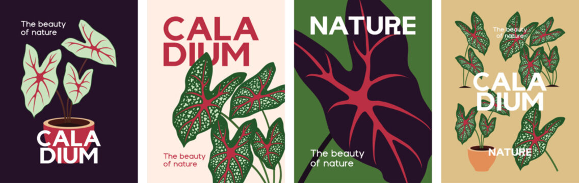 Caladium. Vector illustration of tropical plant with multiple color variations. Design for poster, book cover, art print, card.