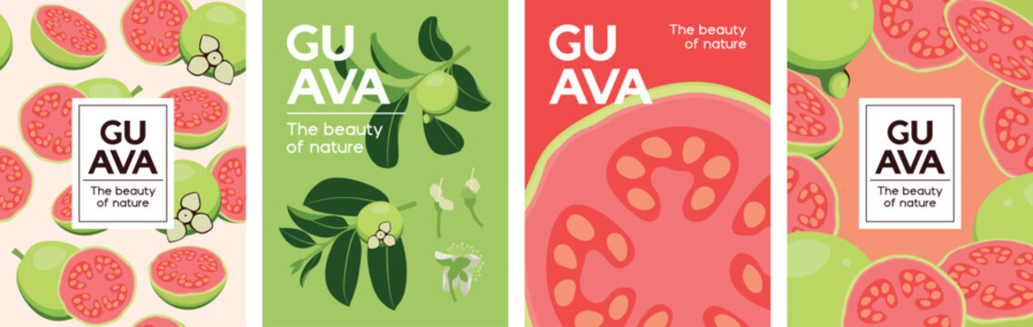 Guava illustration. Whole and sliced fruit, with leaves and flower, for poster, book cover, banner, background.