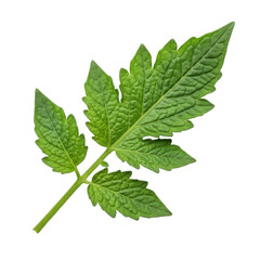 Fototapeta premium Green Tomato Leaf Isolated Black Background