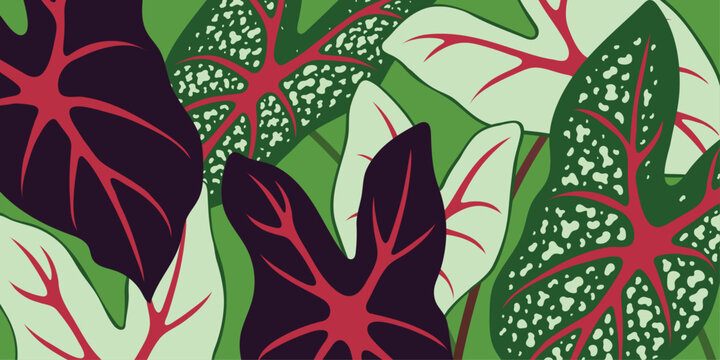 Caladium background. Vector illustration of tropical plant with multiple color variations.