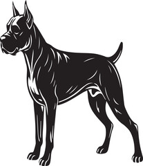 Fototapeta premium Boxer dog breed dog