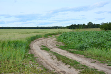 Rural Dirt Road Winding Through Green Crop Fields to the forest copy space