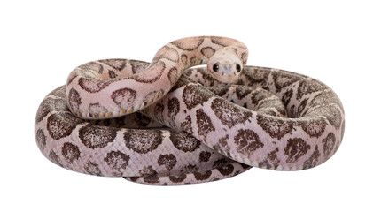 Fototapeta premium Studio photograph capturing a beautiful light-colored pet snake with striking dark patterns, coiled and isolated.