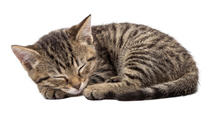 Adorable tabby kitten sleeping peacefully, isolated on a clean transparent background, showcasing innocence. © Ricky
