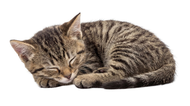Adorable tabby kitten sleeping peacefully, isolated on a clean transparent background, showcasing innocence.