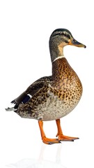 Obraz premium A duck standing on a white surface