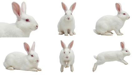 collection of white albino bunnies in various poses on black background