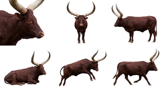 set of brown ankole watusi cattle with large horns on black background