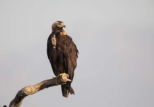 Spanish imperial eagle perched on branch in Extremadura Spain