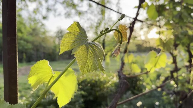 vine leaves close-up in the rays of the setting sun
