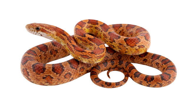 Orange and red corn snake, Pantherophis guttatus, uncoiled and extended, with its head turned left.
