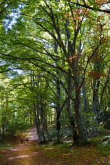 Fototapeta premium Wood of S. Antonio (Pescocostanzo Abruzzo)