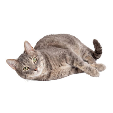 A relaxed domestic grey tabby cat with striking green eyes, lying down and looking directly at the camera.