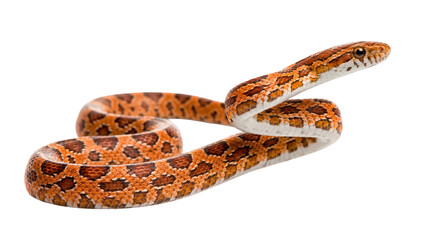 Fototapeta premium A graceful corn snake, Pantherophis guttatus, stretching its body and raising its head.