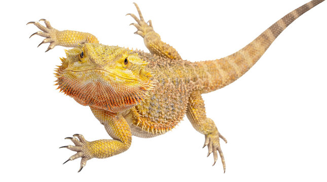 An isolated studio photograph of a vibrant yellow and orange bearded dragon with its front paws raised.