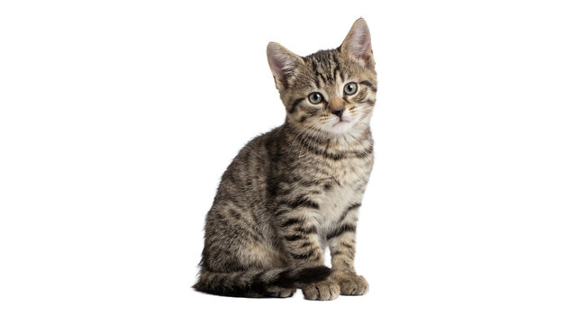 Adorable brown tabby kitten sitting upright, looking at the camera, isolated on a transparent background.