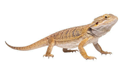 A full body photograph of a bearded dragon, highlighting its textured scales and watchful eyes.