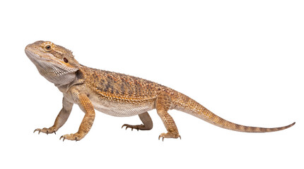 A full-length photograph of a captive bred central bearded dragon standing alertly on a transparent background.