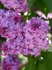 Blooming Purple Lilac Flowers on Branch in Spring Garden