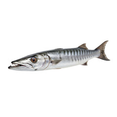 Fototapeta premium Barracuda Fish Black Background Sharp Teeth