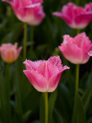 Fototapeta premium Pink fringed tulips blooming in spring garden